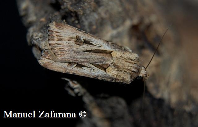 Heliothis incarnata? - Agrotis spinifera